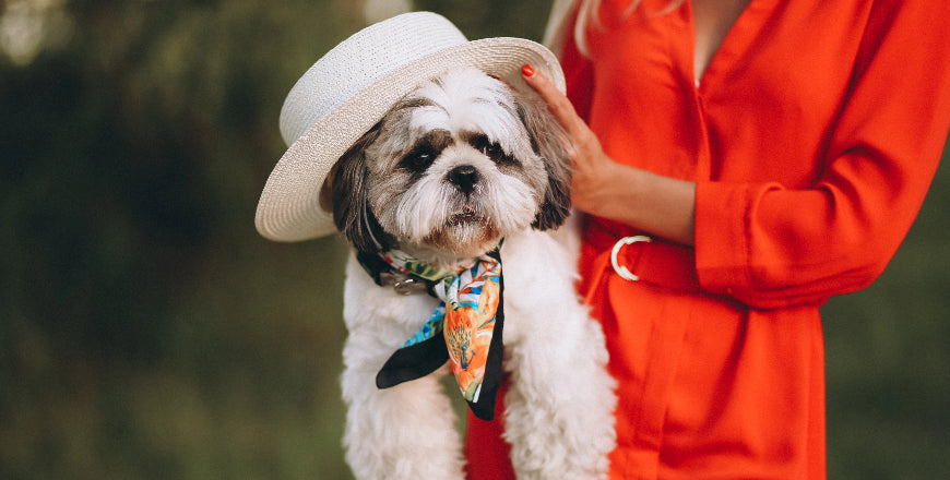 How Tight Should a Dog Collar Be