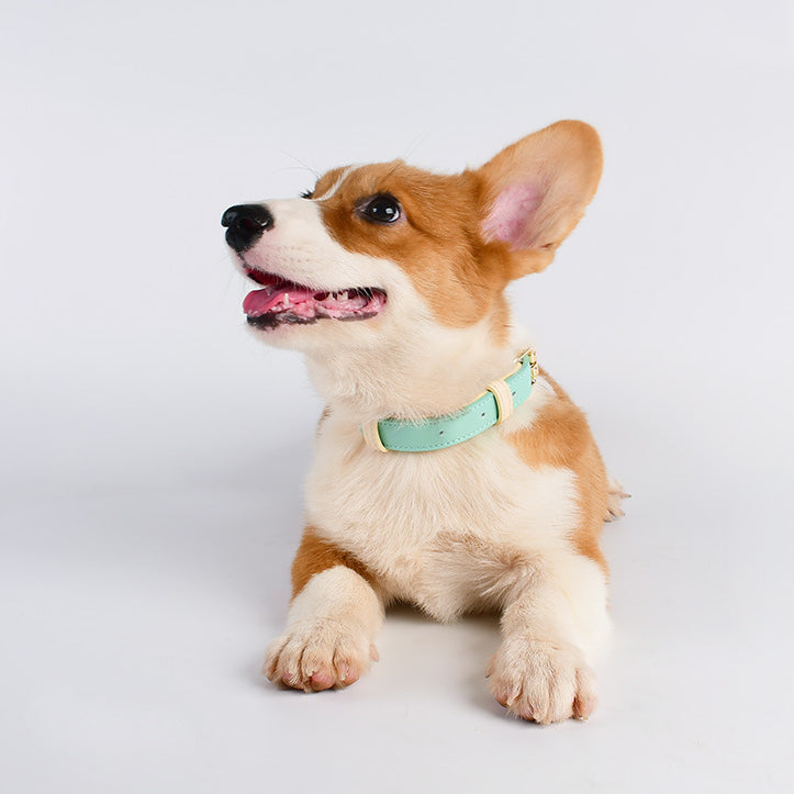 Corgi leather collar