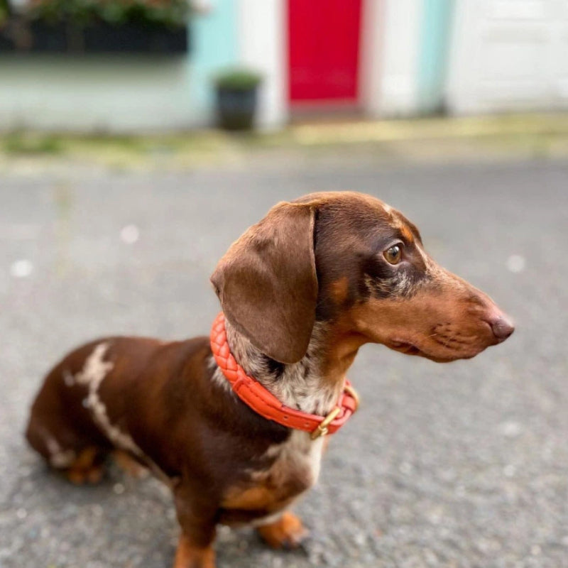 Dog model Woven leather collar