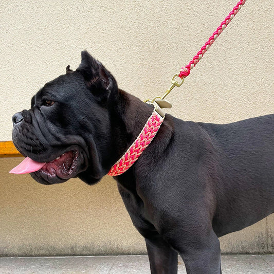 Dog Collar and Leash Set No Pull