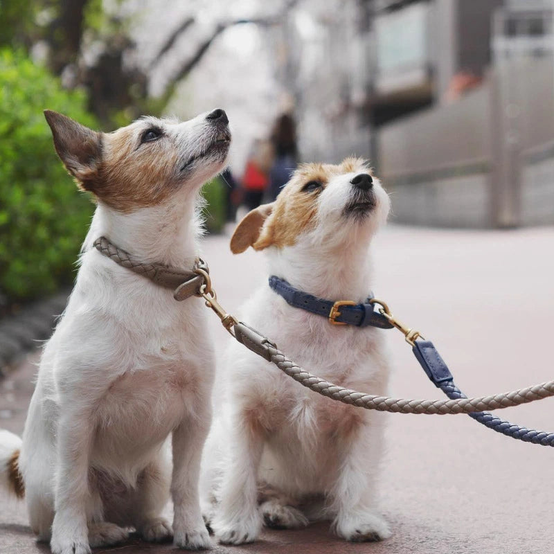 Woven leather dog collar leash set