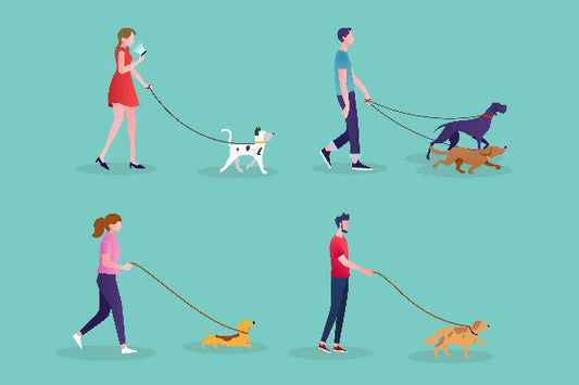 Types of Dog Leashes (Retractable, Nylon, Leather, etc.): Pros & Cons