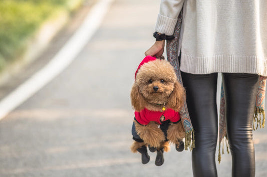 Best Dog Harnesses for Small Dogs vs. Large Dogs