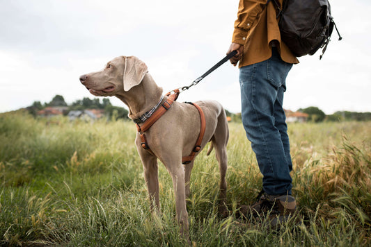 Dog Harness vs. Collar: Which Is Truly Safer for Your Pup?