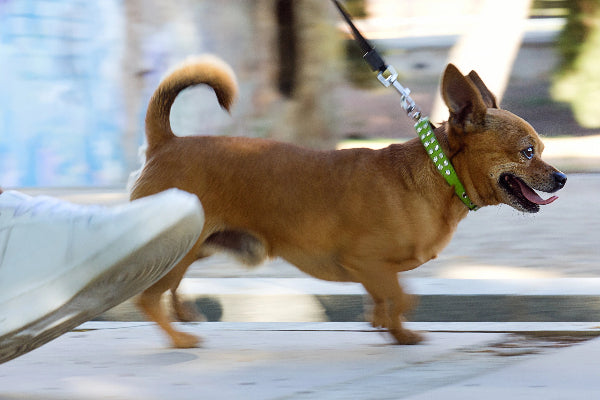 Dog Harness vs. Collar: Which Is Safer for Your Dog?
