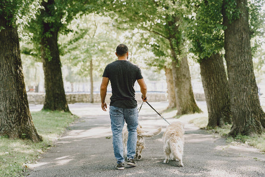How to Safely Walk Your Dog Outdoors