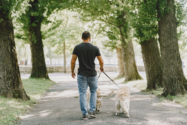How to Safely Walk Your Dog Outdoors