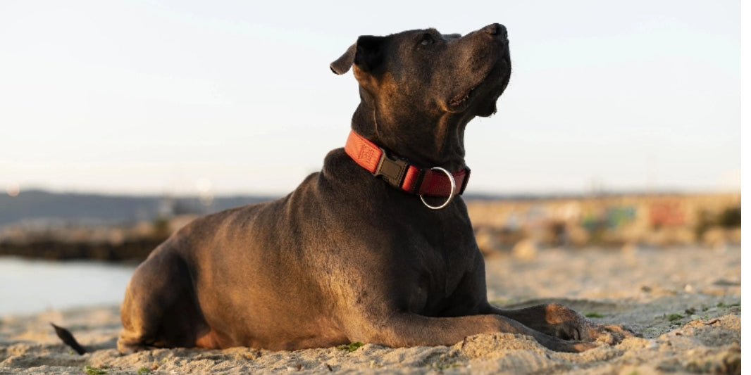 adorable-pitbull-dog-beach