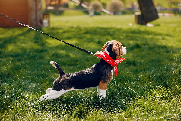 Best Leashes for Different Situations (Walking, Running, Training)
