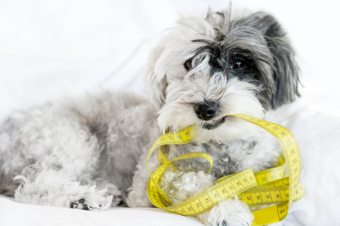 How to Size a Dog Harness (Complete Guide)