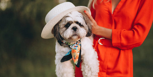 How Tight Should a Dog Collar Be