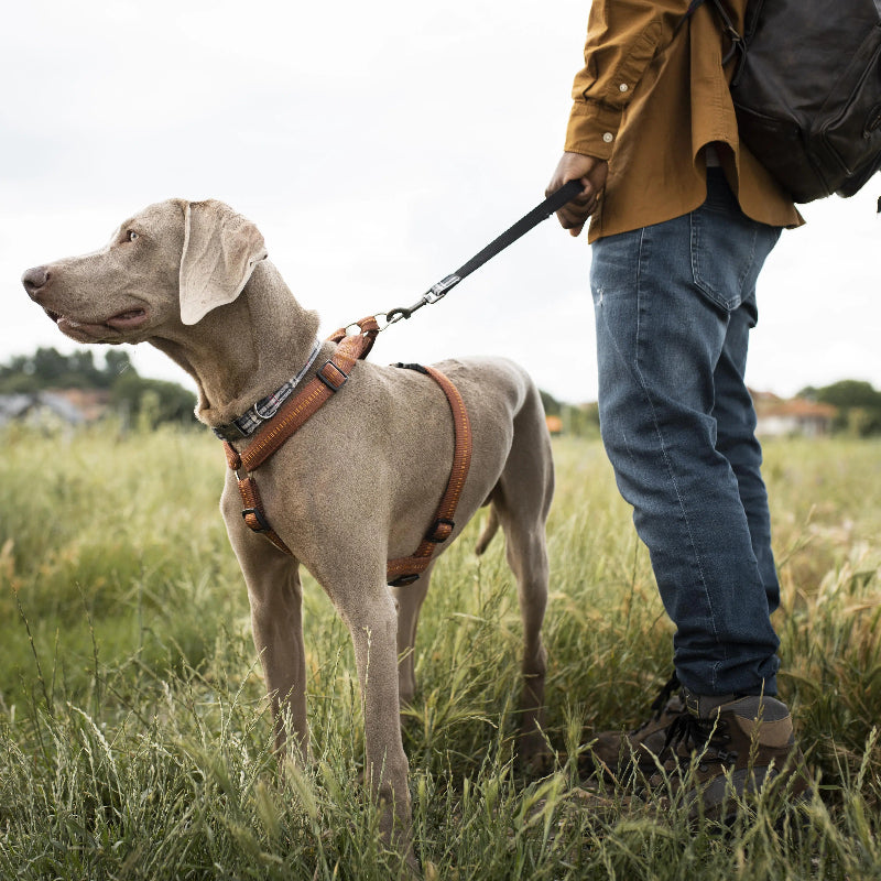 Dog Leash-Tunzopets