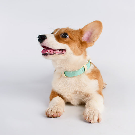 Corgi leather collar