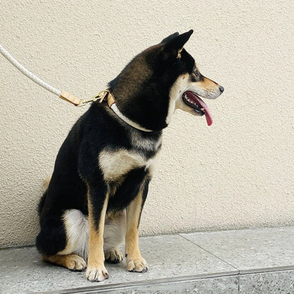 Braided Leather Dog Set
