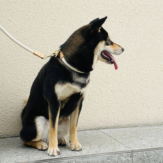 Braided Leather Dog Set